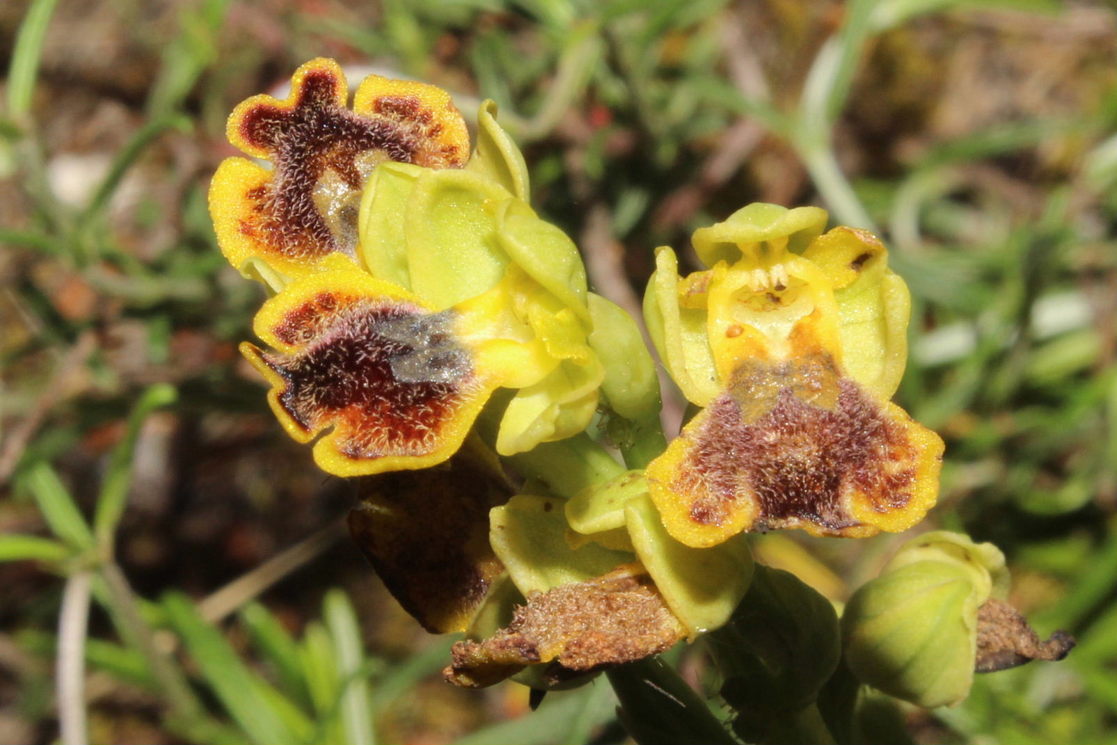 Ophrys lutea (strana) da determinare